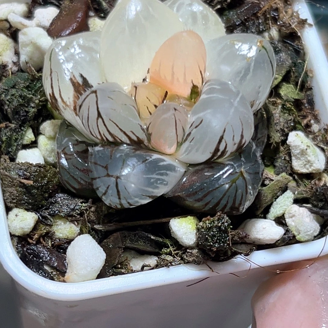 恭喜发财大吉大利4620