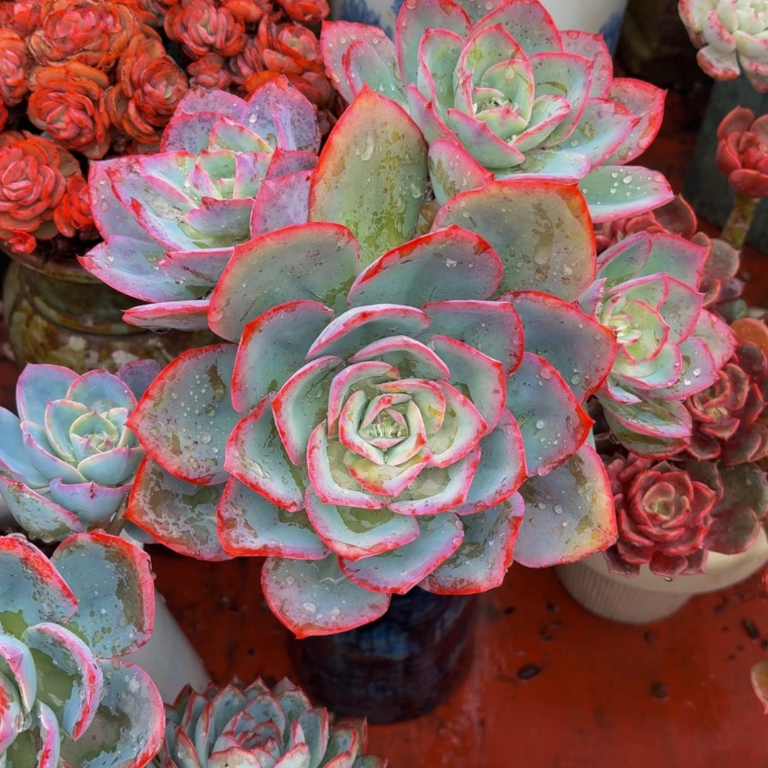 懂***你老桩精品美国蓝光