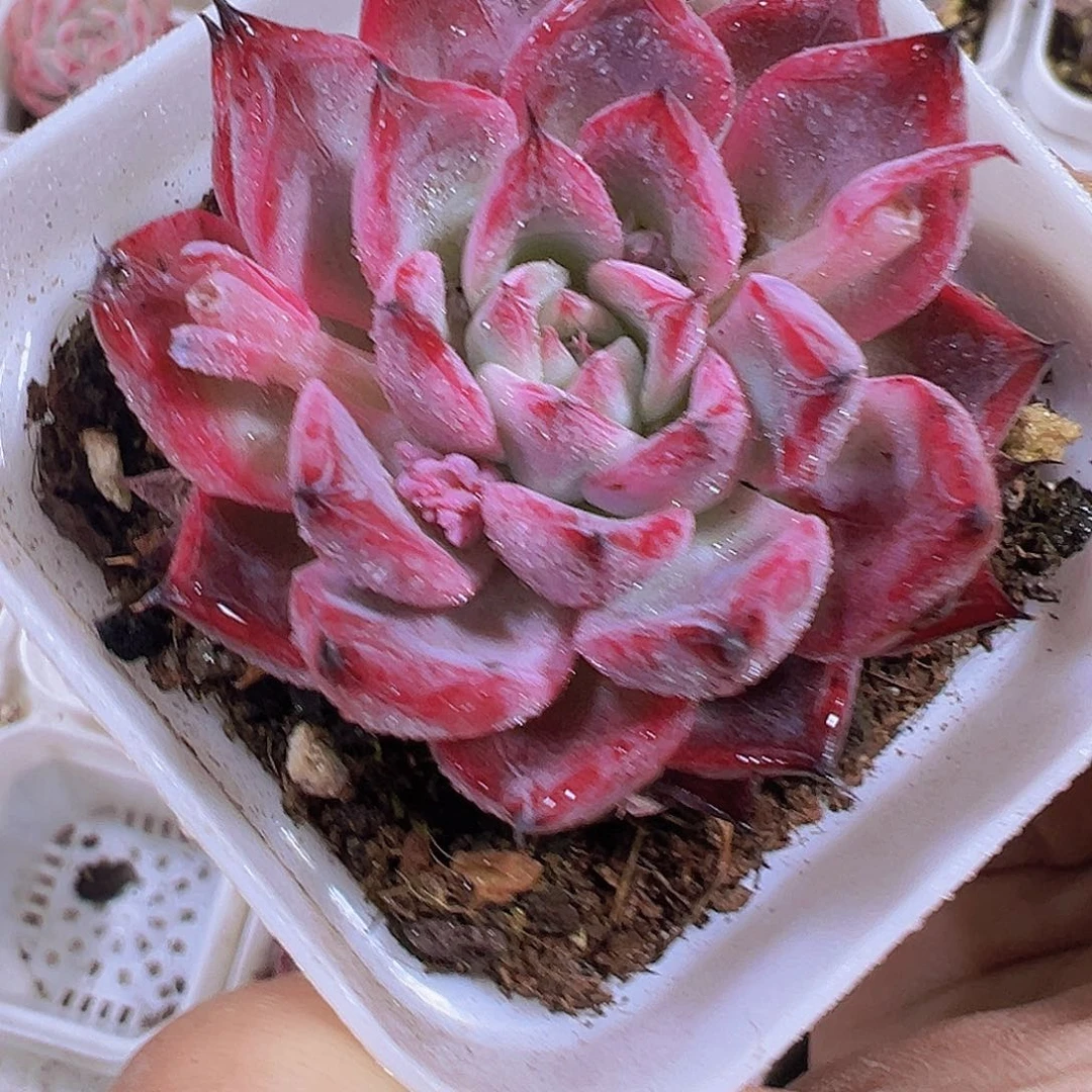 黑天鹅19包邮植物哦