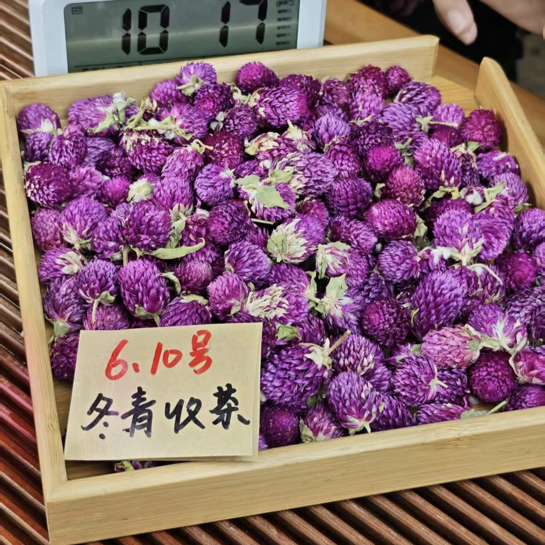 云南大理 高海拔紫巧梅  冬青收茶③