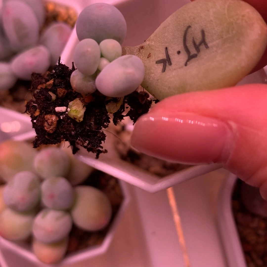 多肉植物一物一拍 宽叶奶酪HJ