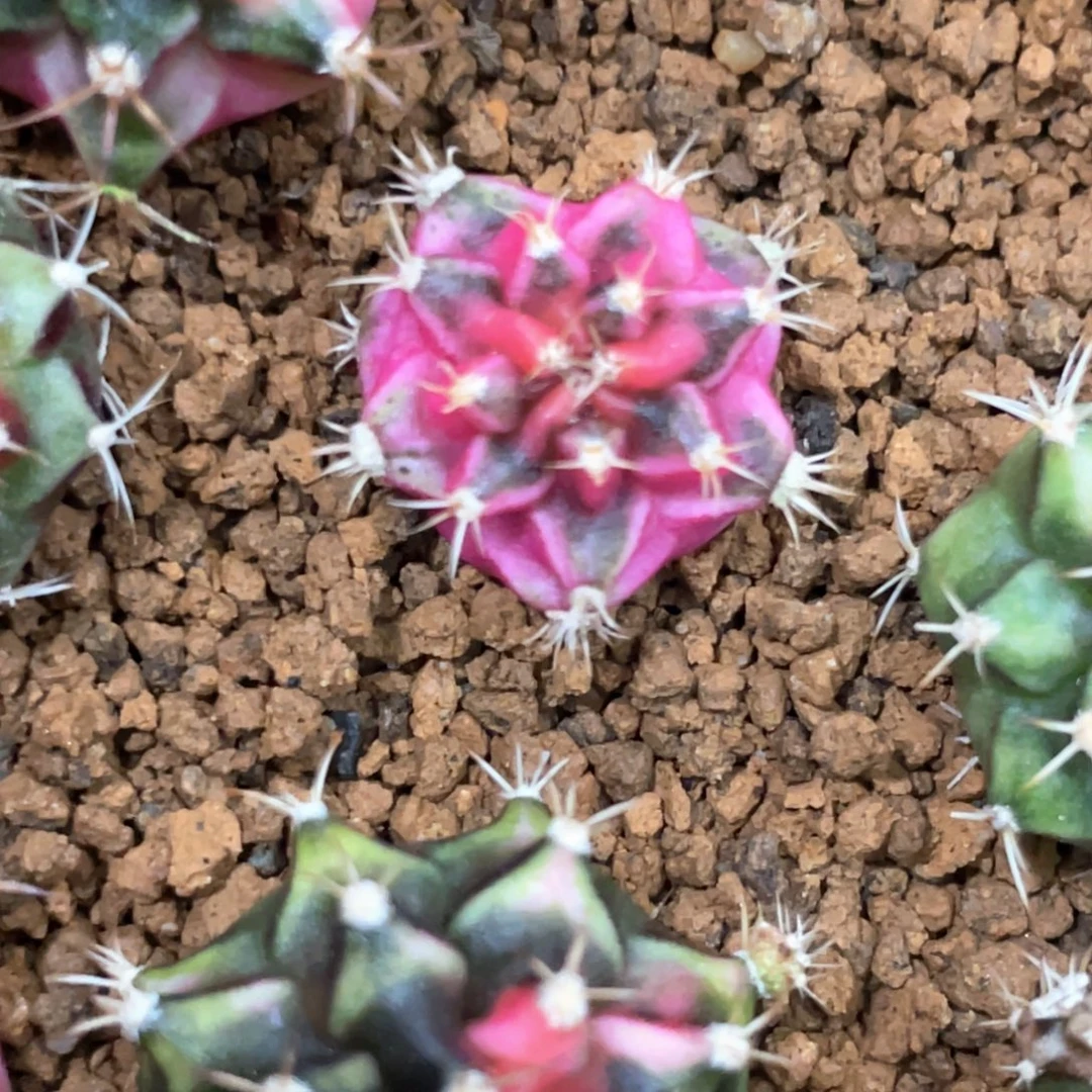 战***包当前无花朵，栽培后可花朵紫粉黑V背