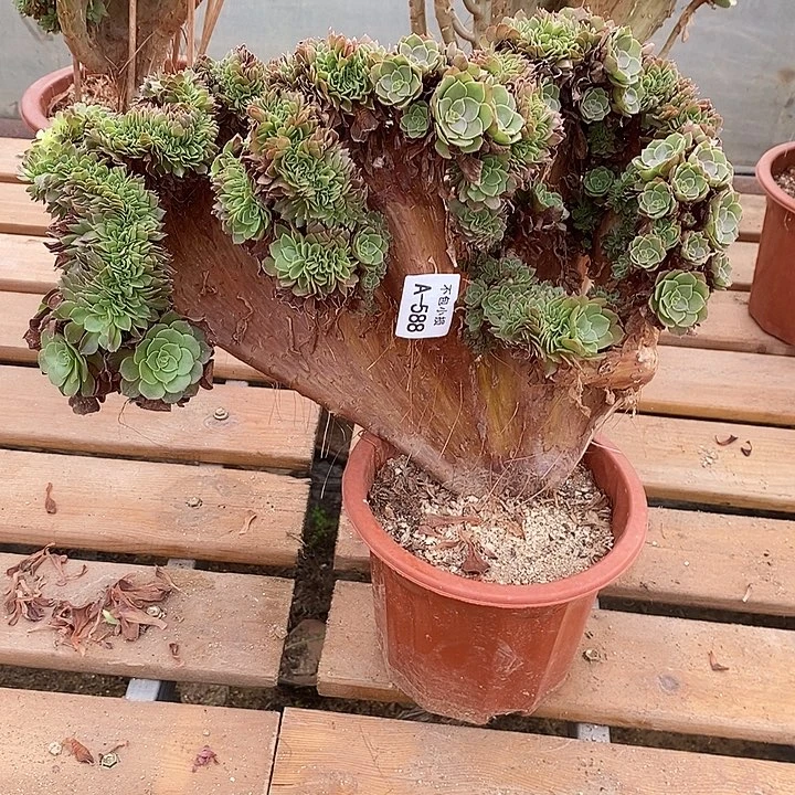 588 万圣节缀宽36 公分带修带裂