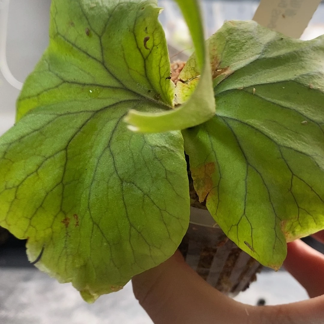 无花朵pn珊瑚亚猴