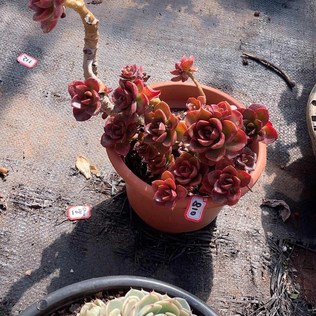 810巧克力 一物一拍多肉