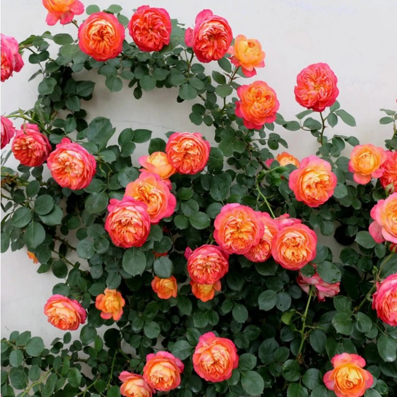 藤宝贝 爬藤 月季花大花重瓣