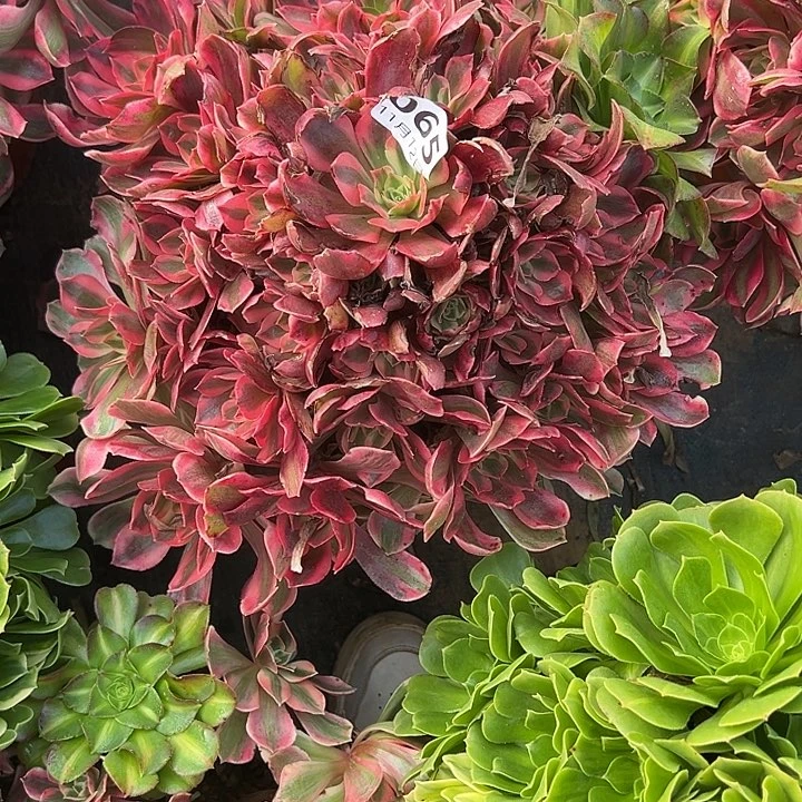 11.12/65女妖多肉植物1