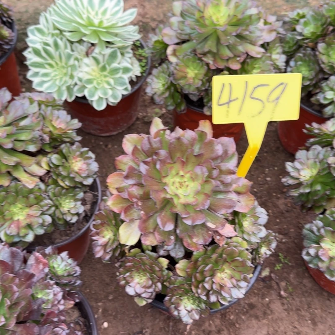 4159油画少女多头