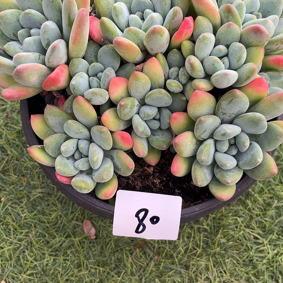 杨***慧9.15-80维多利亚大群