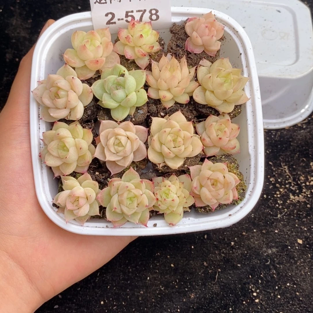 2-578 新疆西藏内蒙不发其他12.8包邮两到三公分多肉