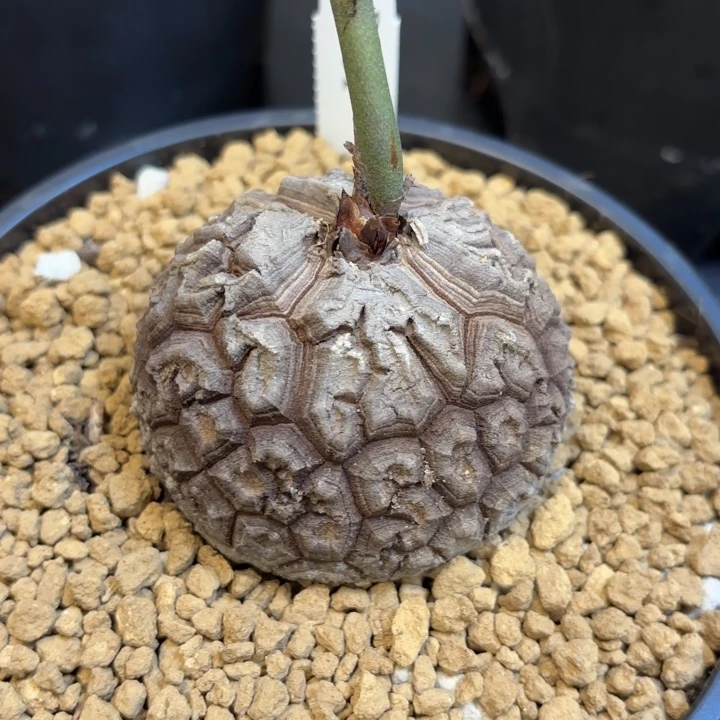 861号龟甲龙带盆包邮尺寸6