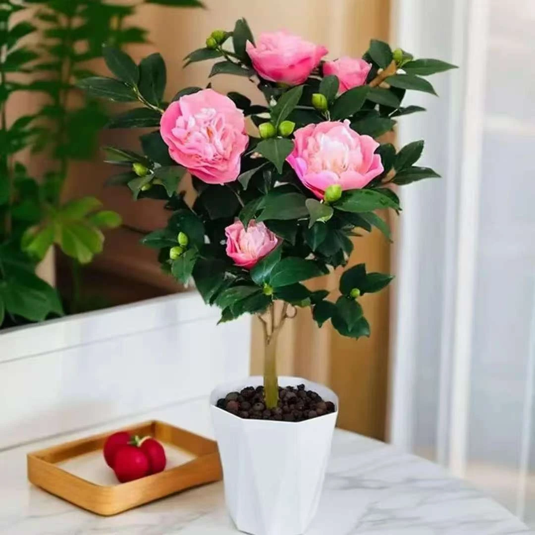 【特价直销】带花苞送棱形盆浓香型香妃茶花盆栽好养易活适合