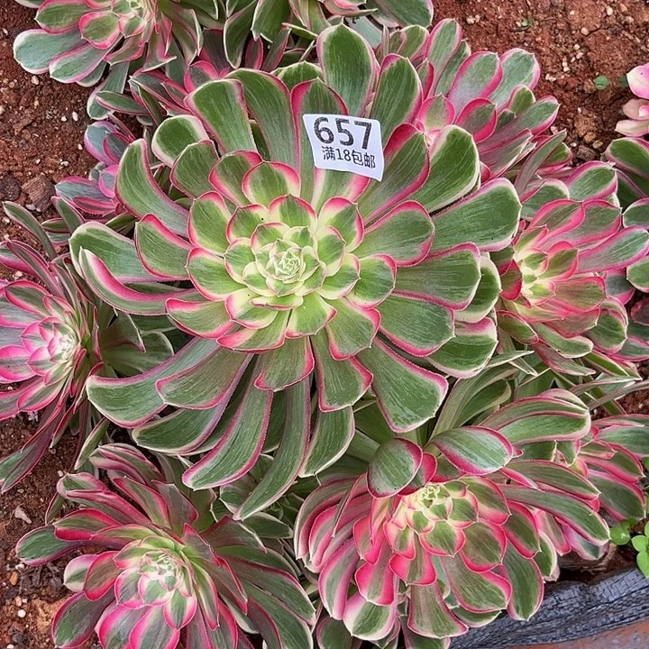 木***棉657孔雀翎朵朵发发发