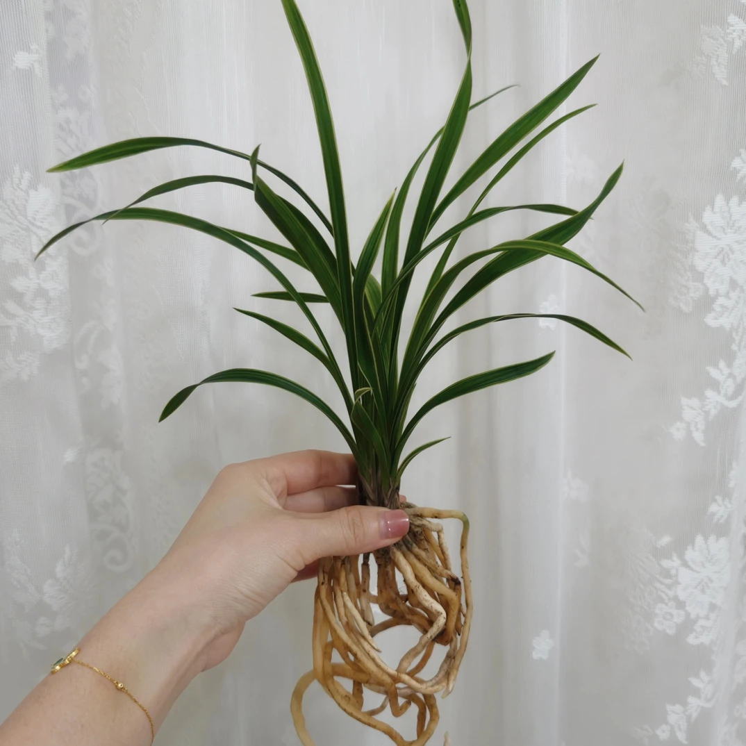 春兰铭品 （金丝如意荷）叶带金边 茶桌绿植盆栽