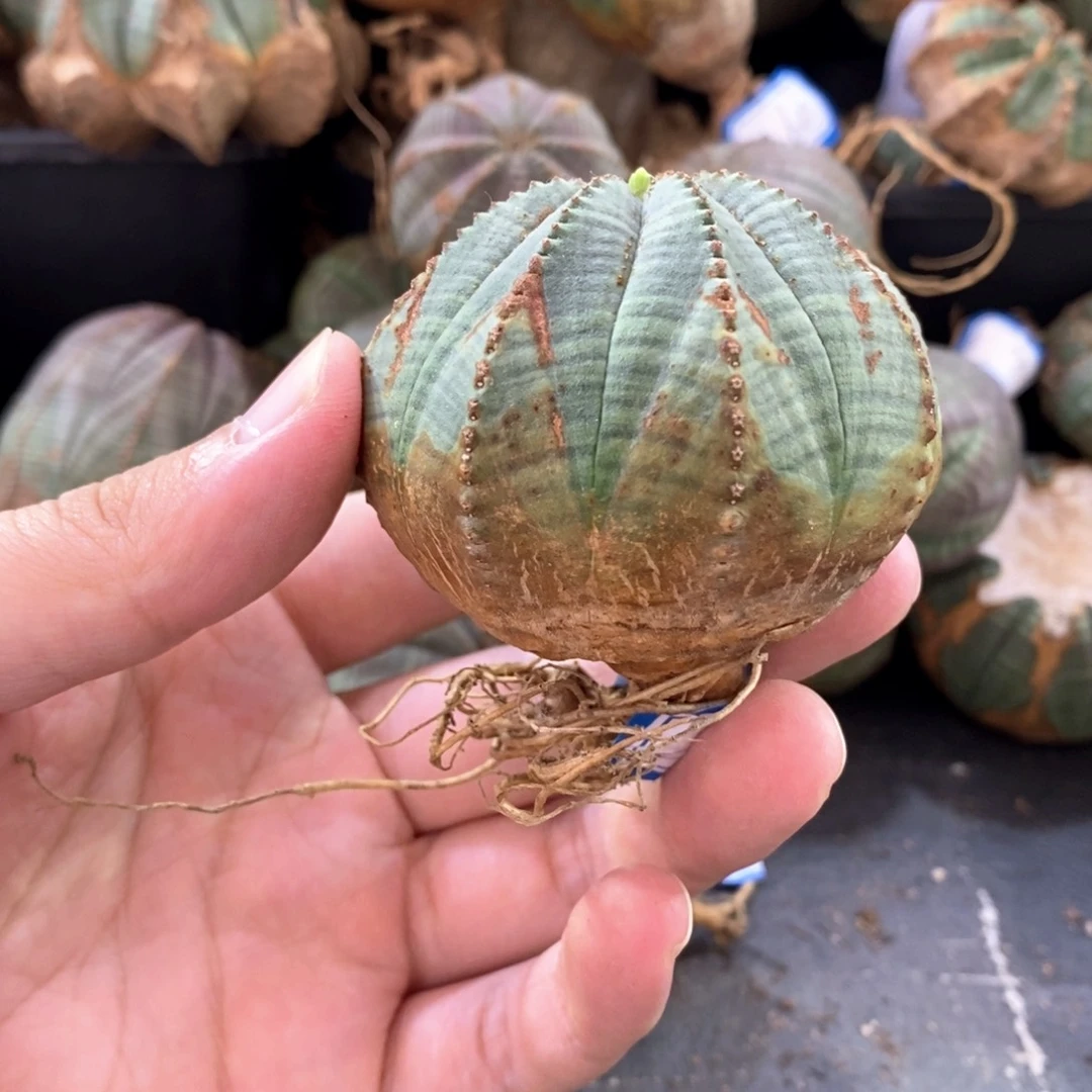 23 欧系实生布纹球多肉植物