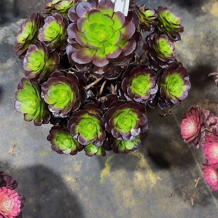 红陶炽焰莲4710000