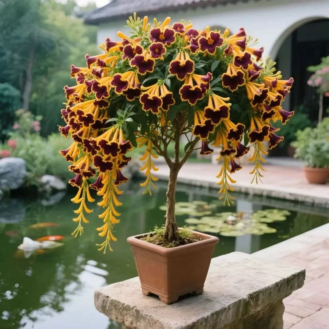 驱蚊虫炮仗花树苗盆栽四季好种南北方耐寒热树苗室内外庭院阳台