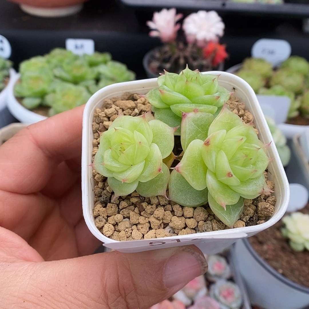 一物一拍一物一拍926-512