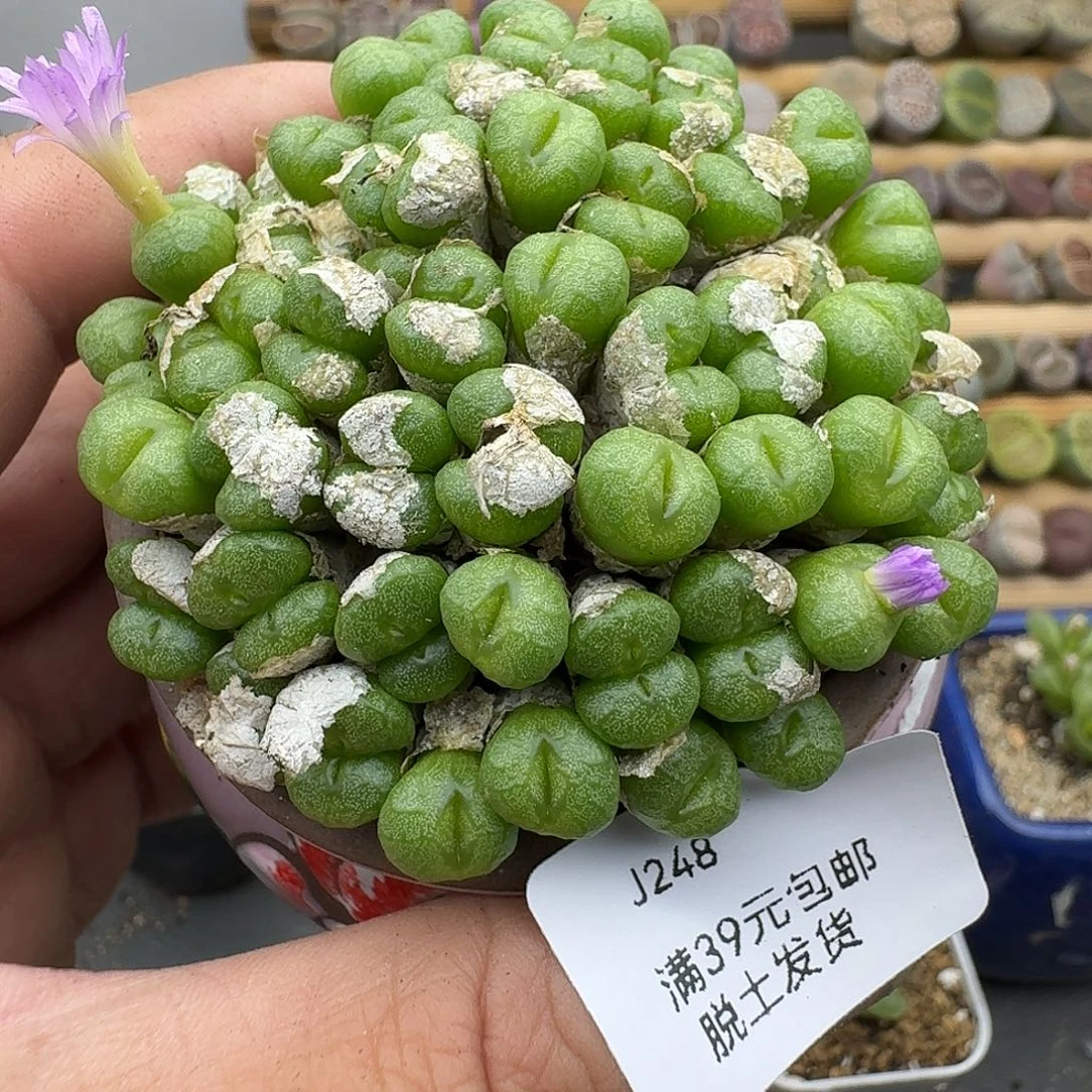 248多肉哈哈哈哈哈哈不含盆哈哈哈哈哈