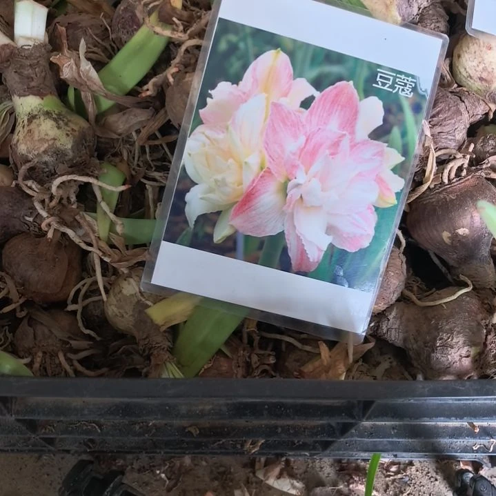 当前无花栽培后可以开花豆蔻小球带盆发货