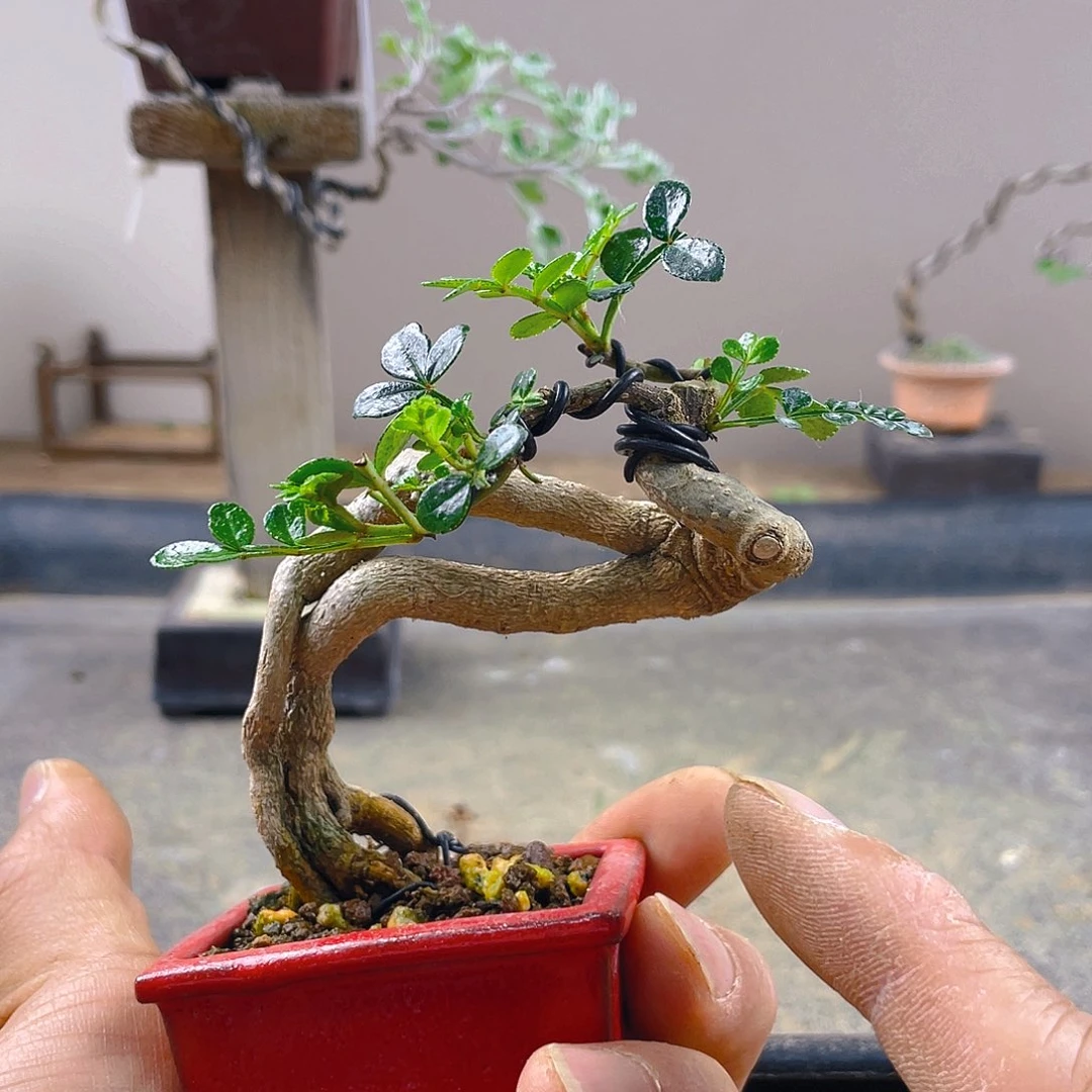 无花朵7*?胡椒木花开富贵吉祥