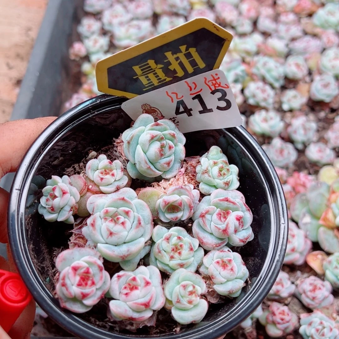 多肉植物多肉植物