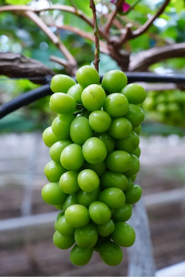 正宗阳光玫瑰葡萄新鲜整串发货脆甜爽口汁水充足