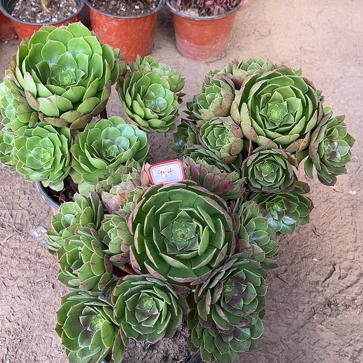 954多肉植物组合，