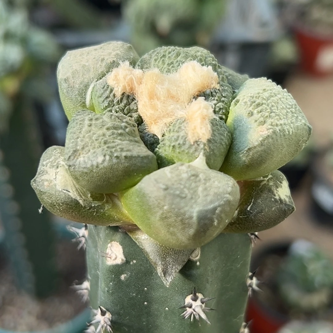 完全开放福利绣普蛋尤连山牡丹076