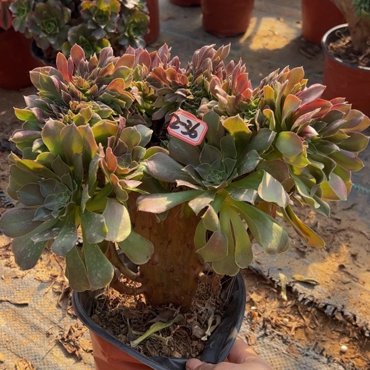 玫瑰缀多肉植物2/36