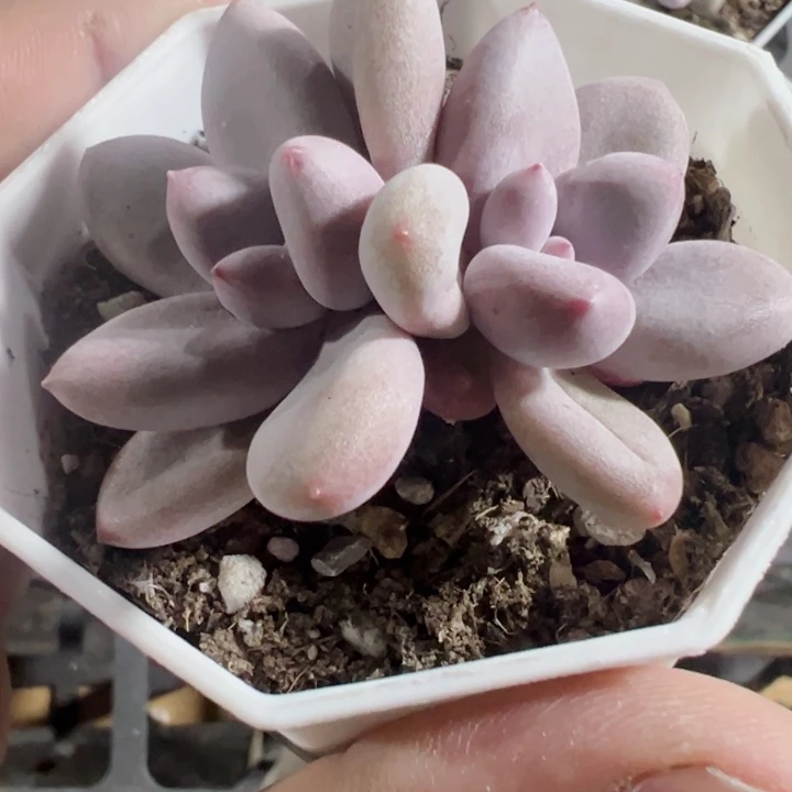 粉兔精品多肉植物