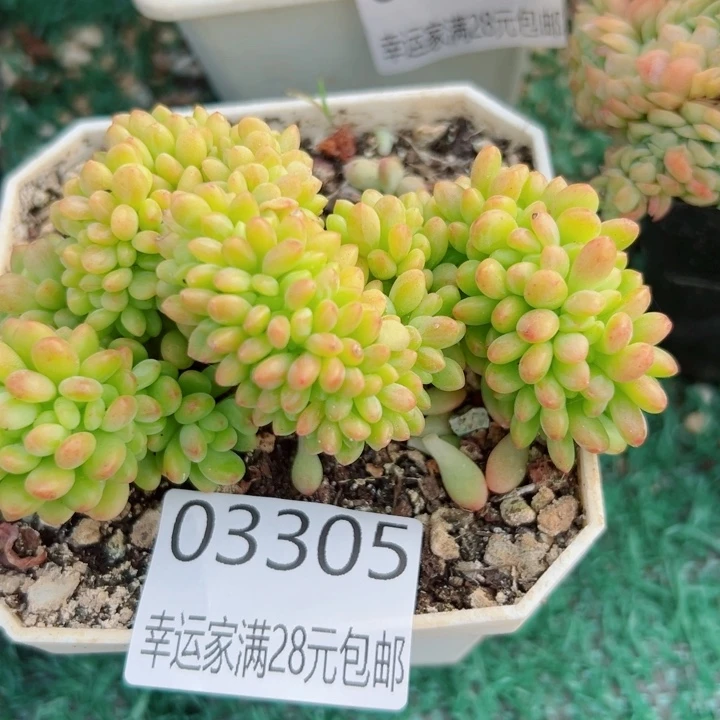 幸运的是我还没遇到你呢