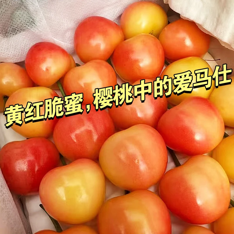 山东黄明珠黄金大樱桃国产车厘子酸甜口自然成熟樱桃
