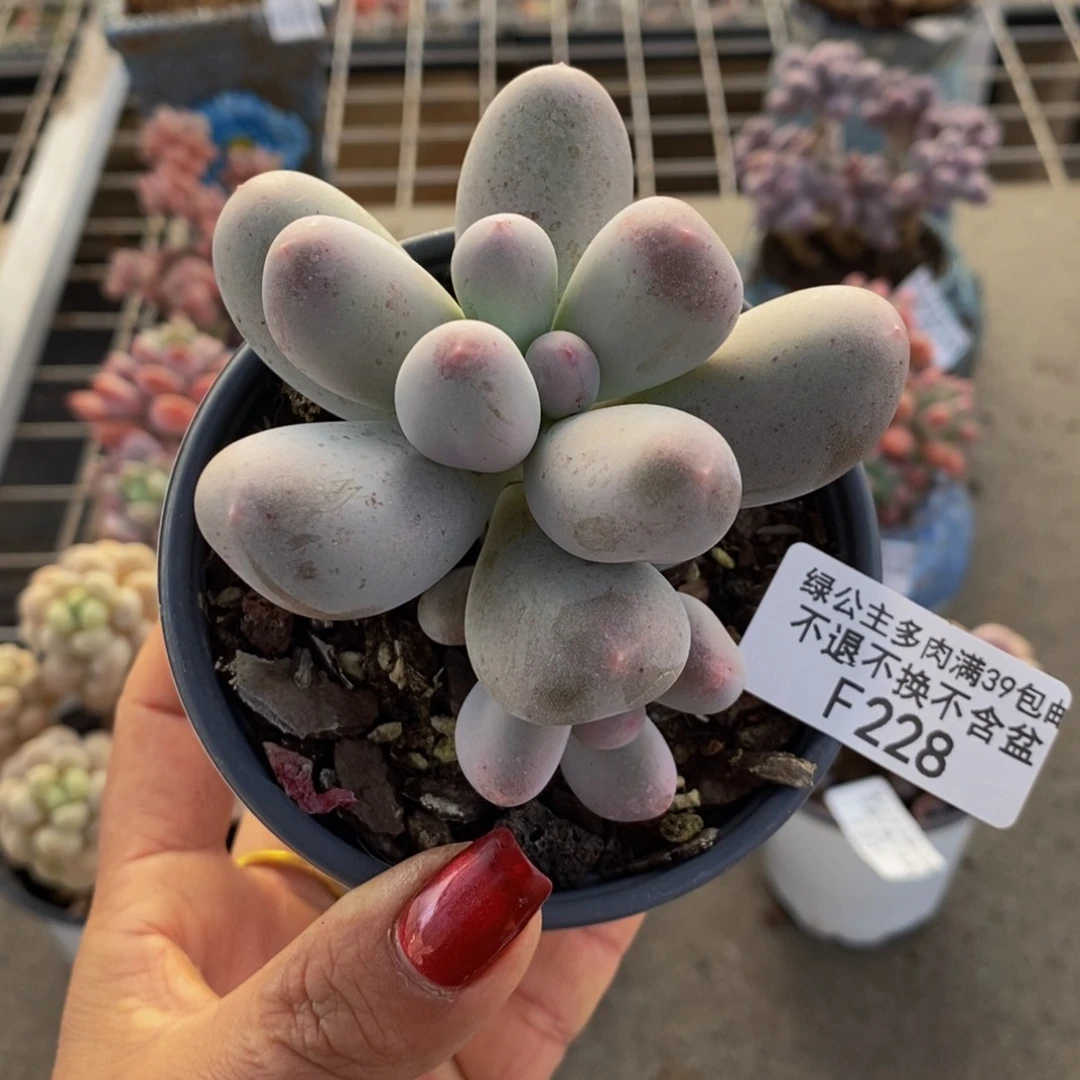 米可奶酪228/5c m