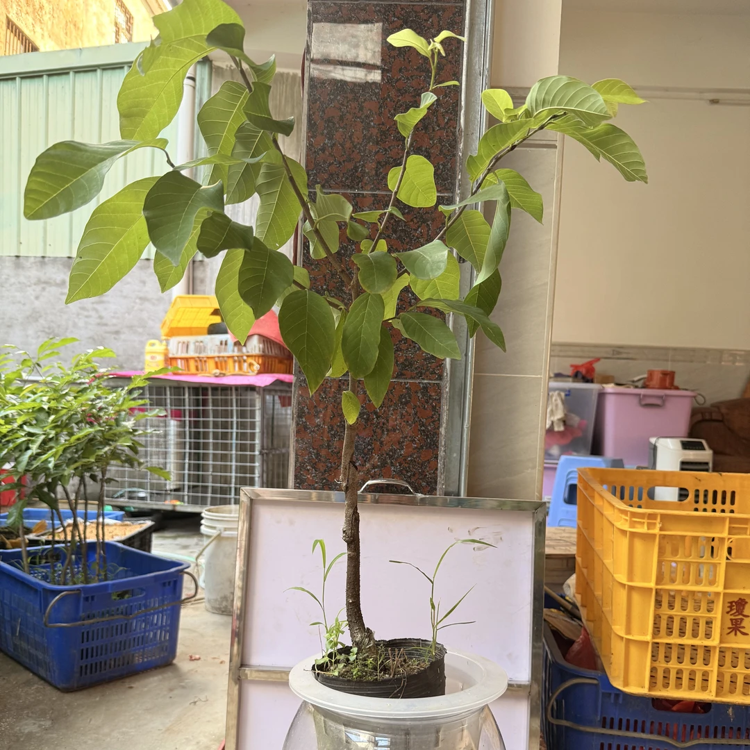 水培泰国大目释迦，不怕根腐病