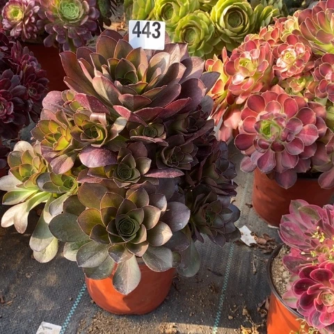 来***?魅金玫瑰多肉植物法师不包损
