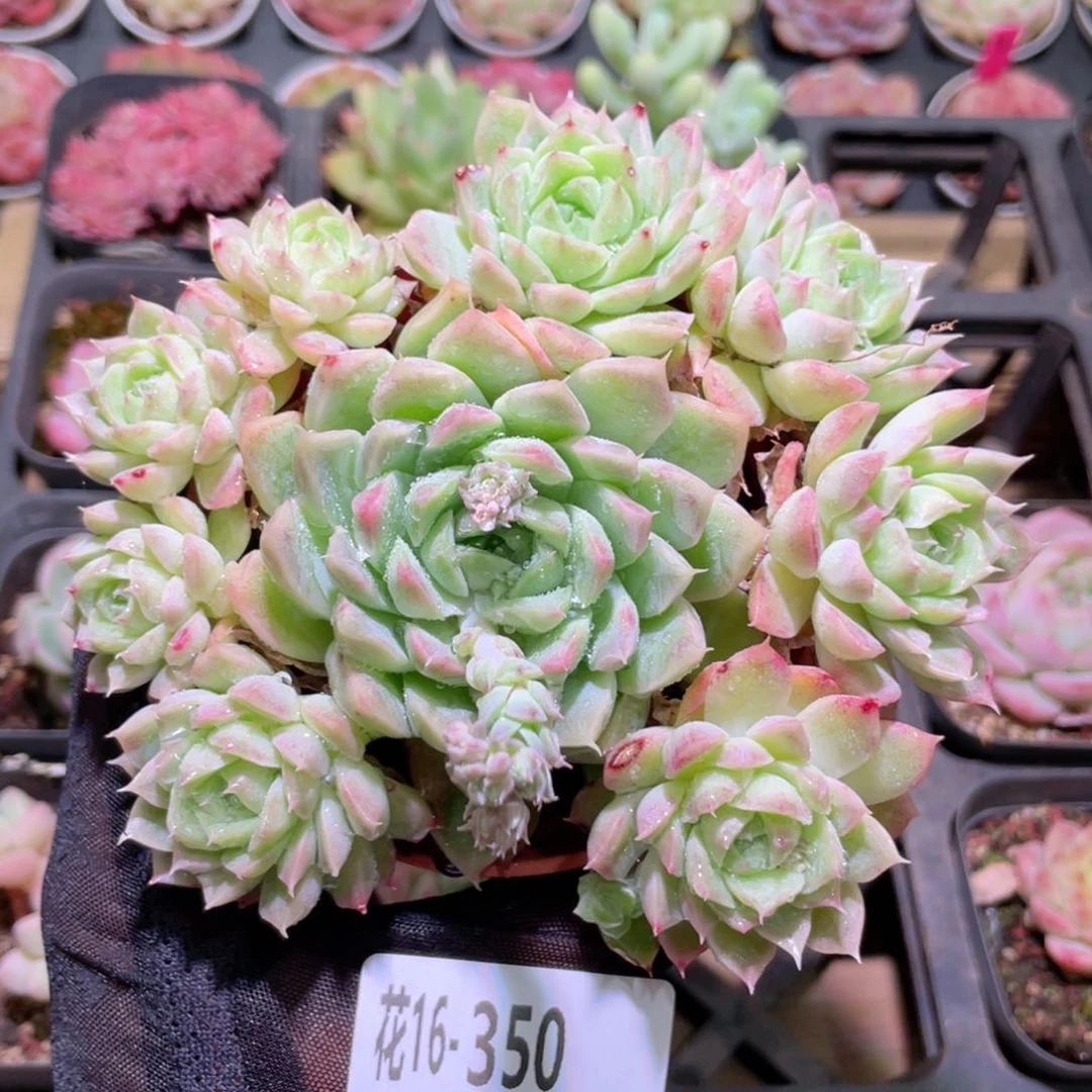 花利美16-350女王玫瑰