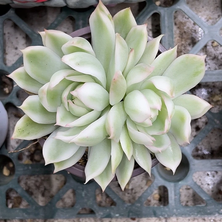 白宝莲灯锦一物一拍锦龙