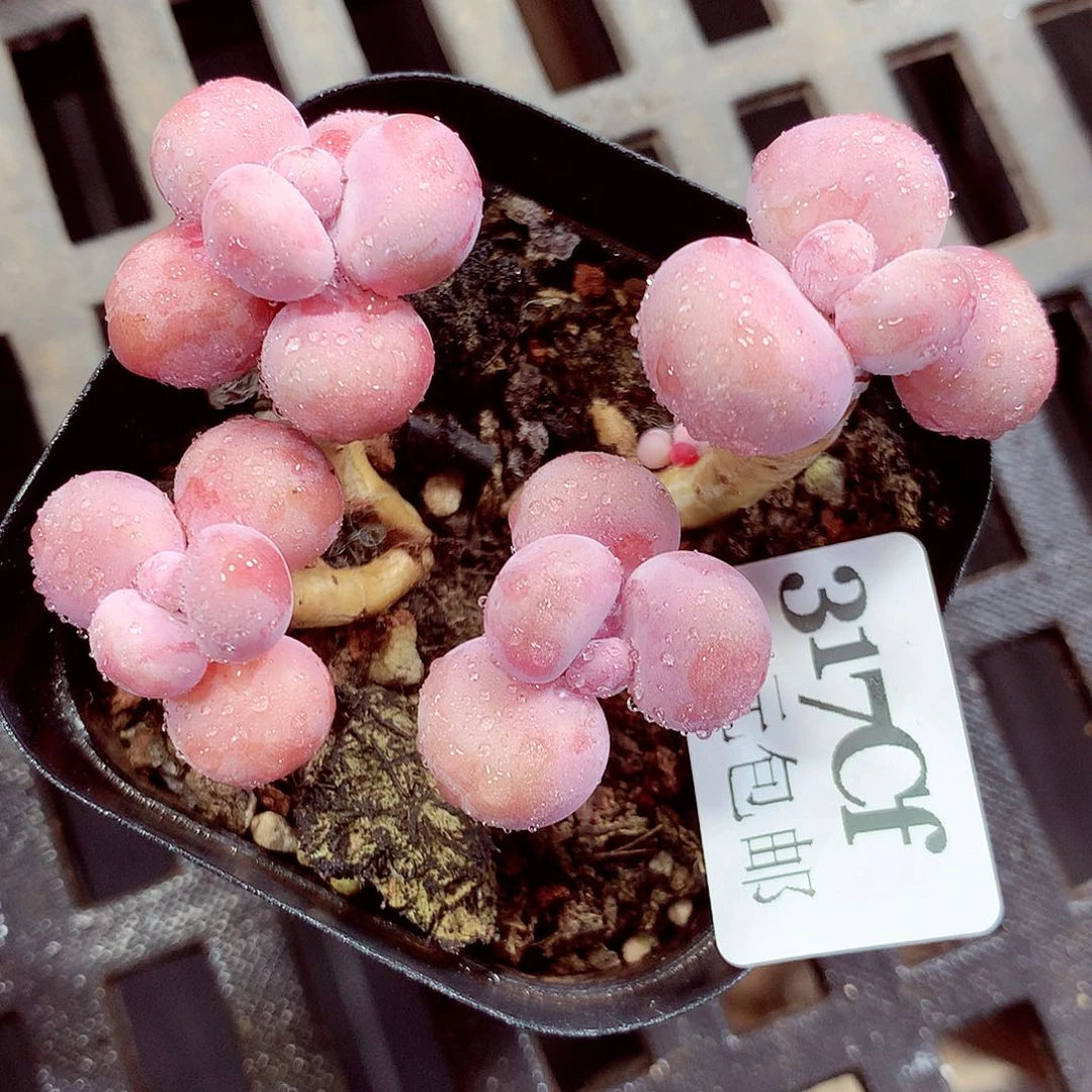 5厘米盆精控多肉317