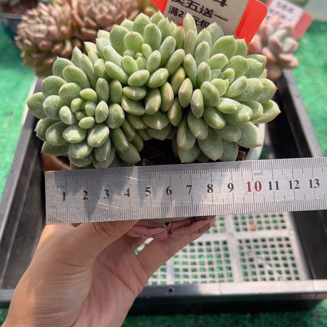 表妹精品多肉植物574.