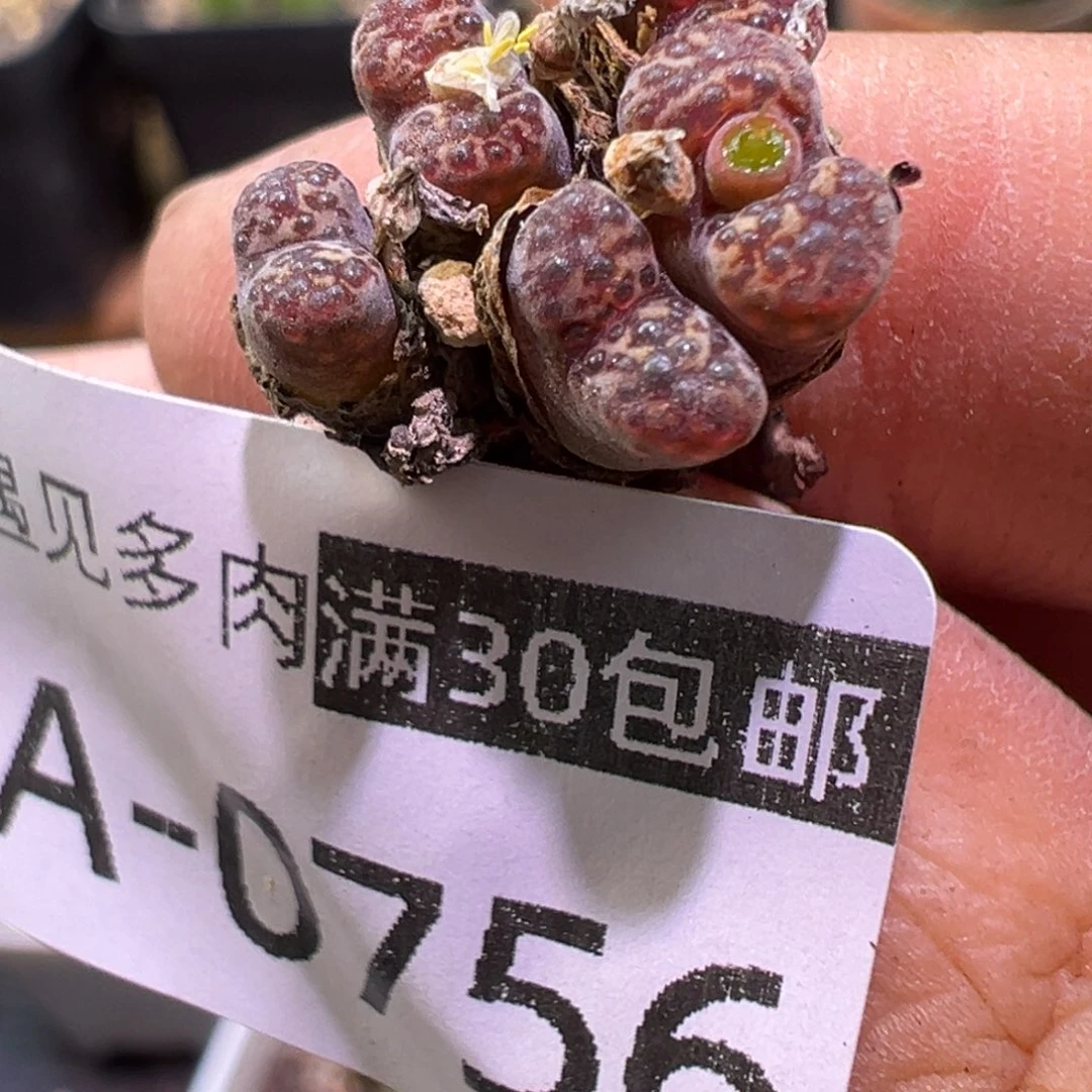 多肉植物1111111111111