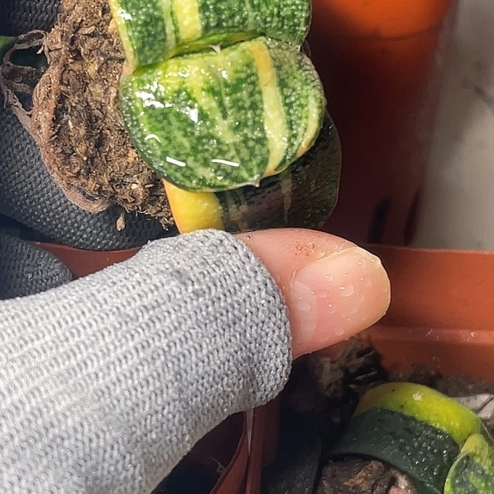 珍珠卧牛锦一物一拍3号