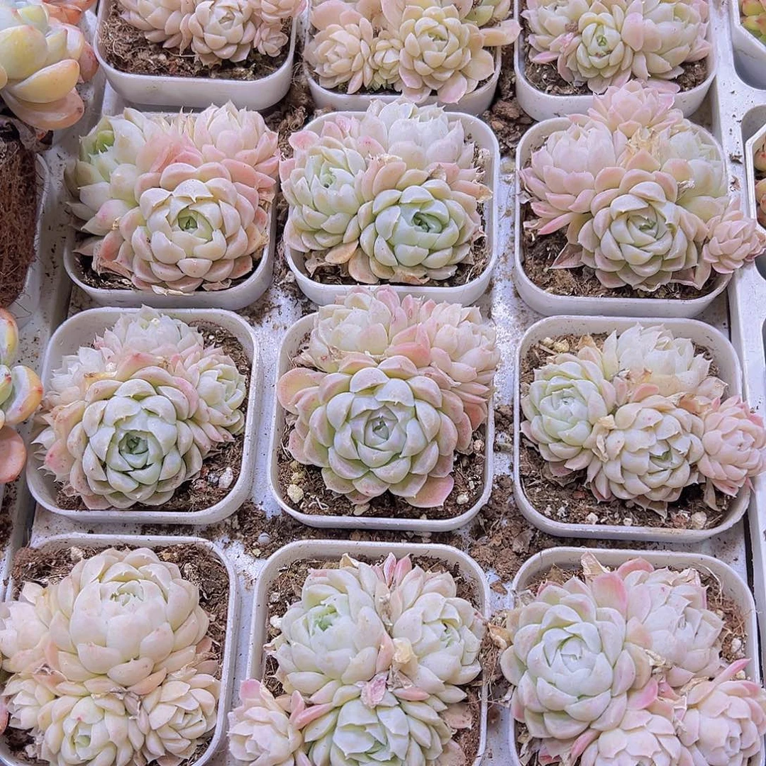 白月影群生19包邮