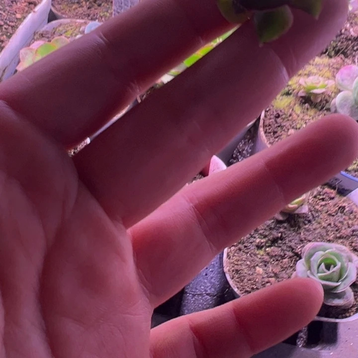 小***嘟苗苗露妮不知名侧芽一个31