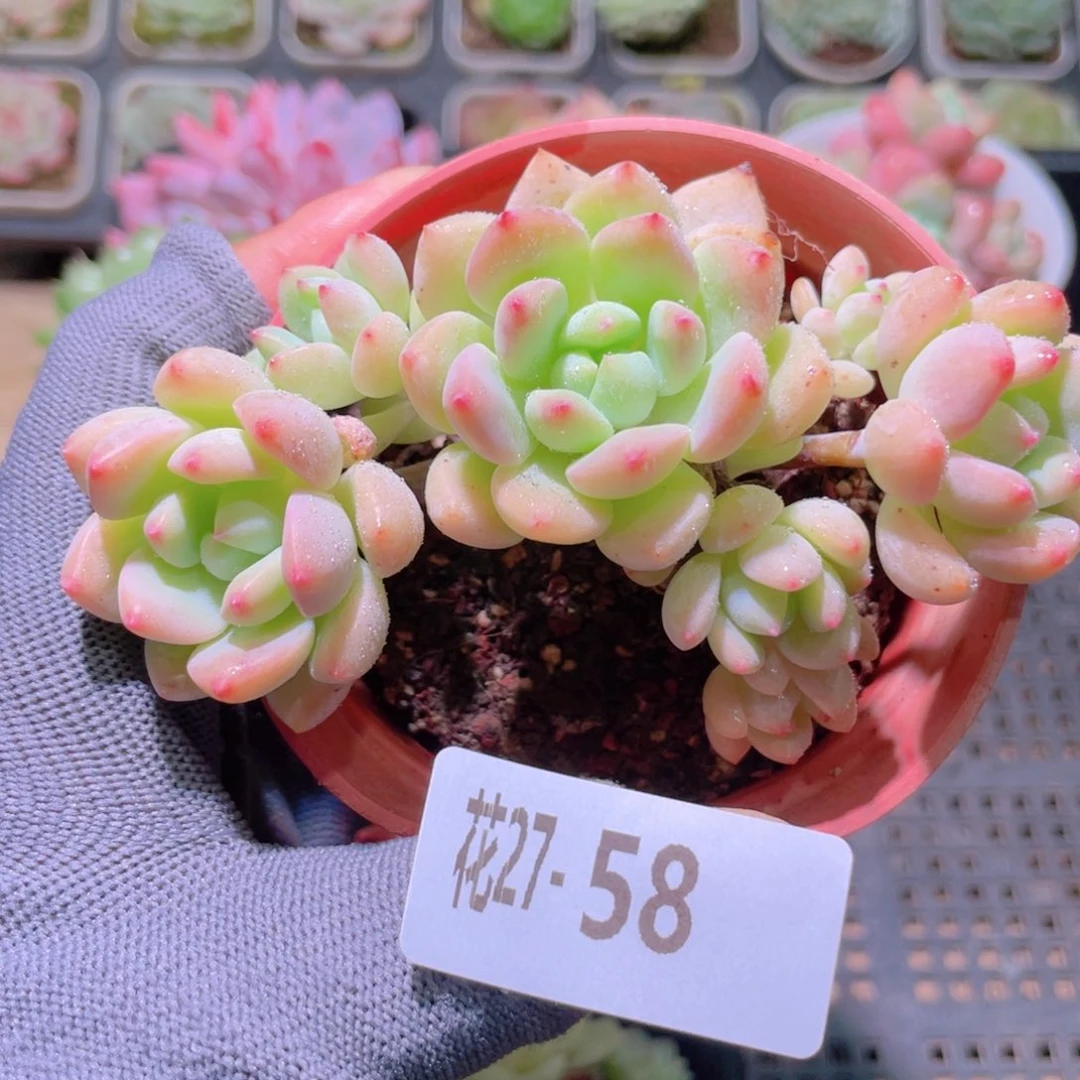 花利美27-58洛丽塔