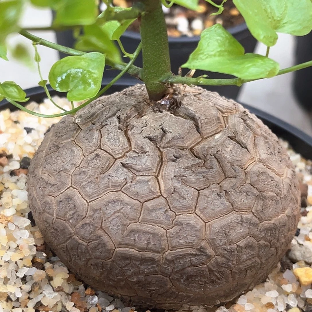 潮流植物 龟甲龙8 公分