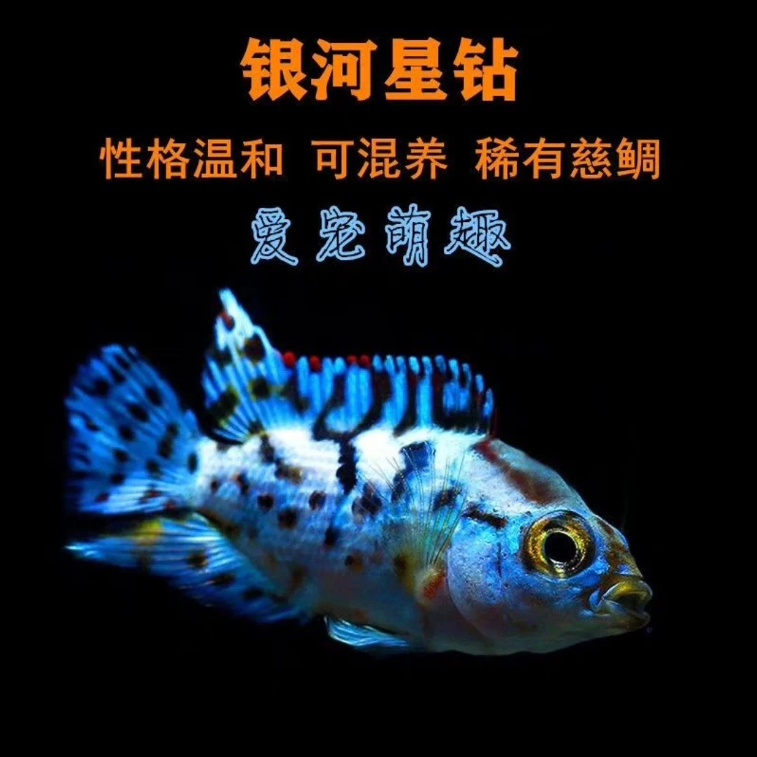 银河星钻三湖慈鲷短鲷热带观赏鱼活体新手易养淡水鱼