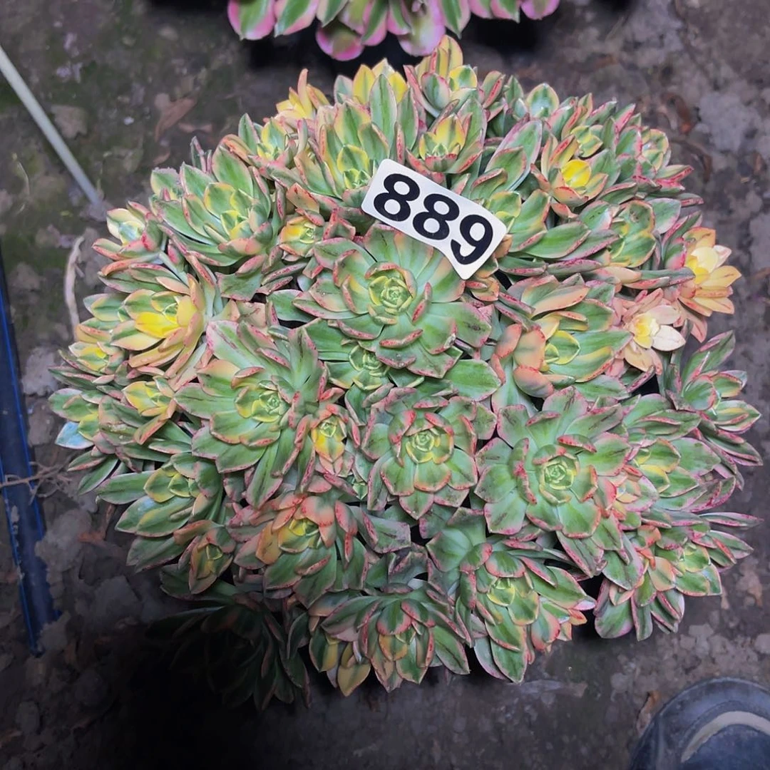 法师法师13-8包邮法师