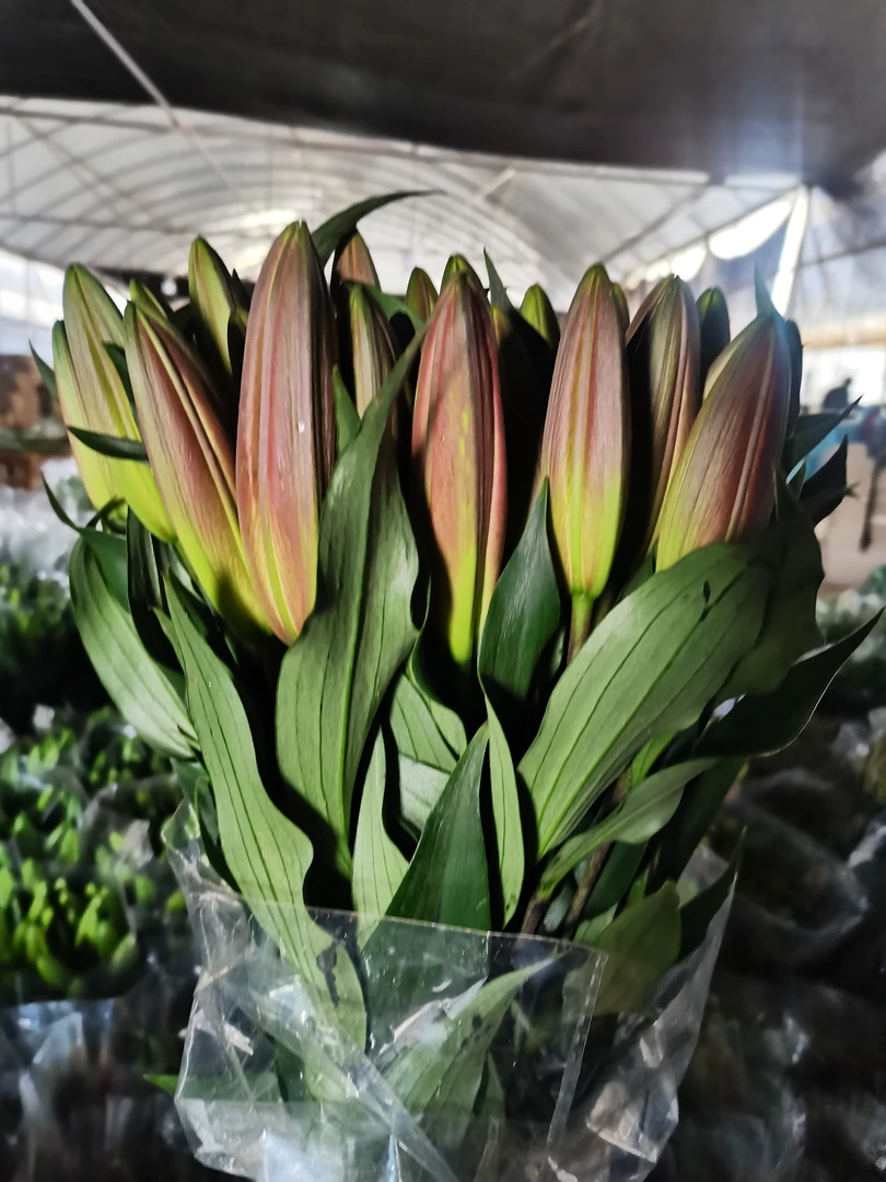 普拉芬多百合昆明基地直发罗宾黄天霸香水百合家庭插花供佛用花