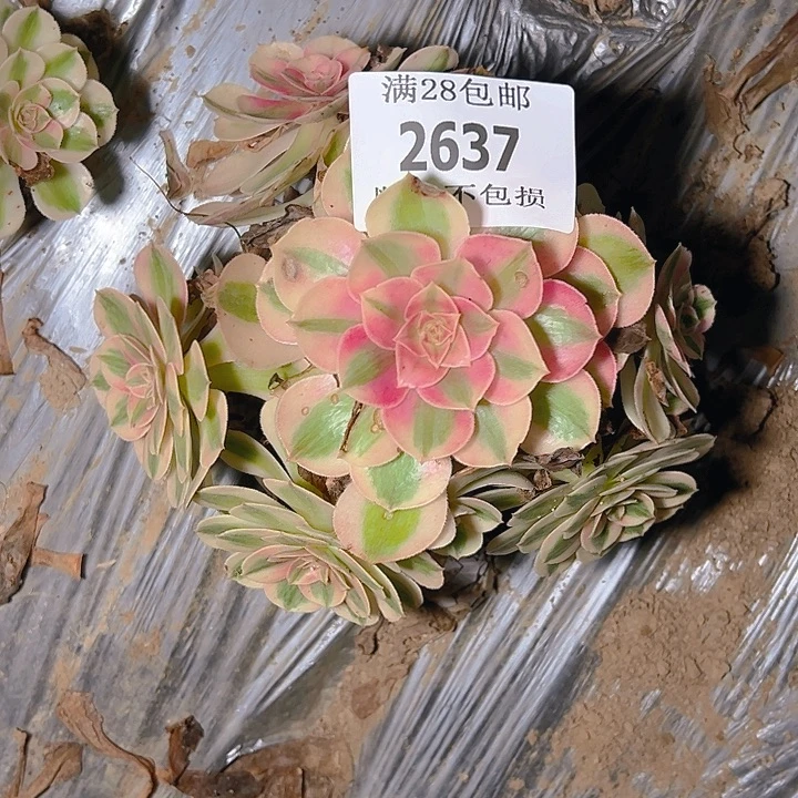 2637倾城多肉植物保护
